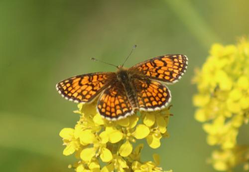 Melitaea athalia celadussa